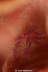 Hair squat lobster by Iyad Suleyman 